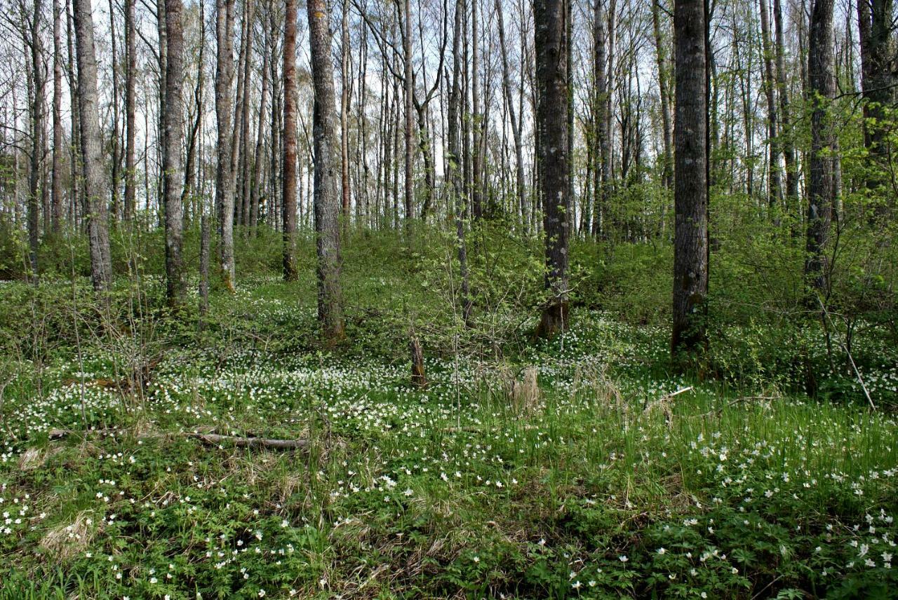 Pärus Fors Villa Lapvaartti Exteriör bild